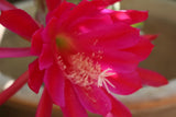 25+ FRESH SEEDS Epiphyllum Orchid Cactus CE-EM x SLIGHTLY SASSY free shipping Orchids