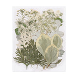 30 Pcs Dried Pressed Flower Leaves Bulk for Resin, Light Green Dried Flower