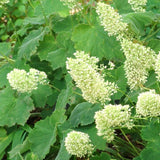 40 AUTUMN BRIDE CORAL BELLS SEEDS - Heuchera villosa ÔAutumn BrideÕ Garden Plants