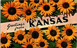 Sunflower State Flower Kansas Postcard E94 Sunflower