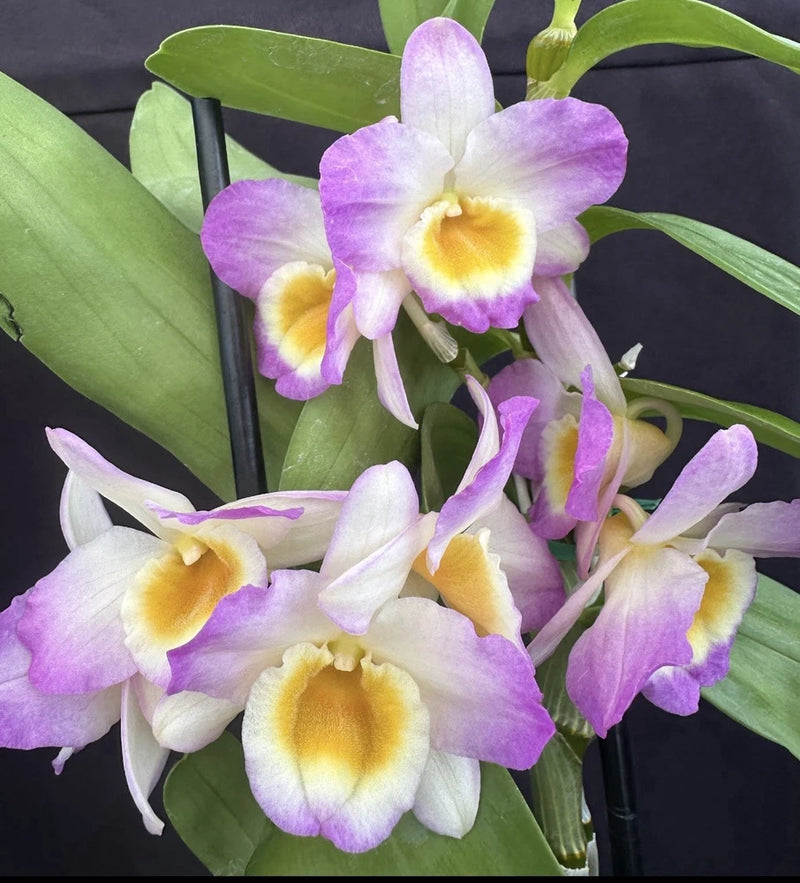 Dendrobium orchid plant with lavender and white blossoms and yellow centers, green leaves