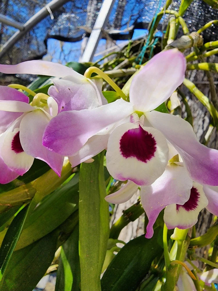 Pink and white Dendrobium orchid flowers with purple centers and green leaves