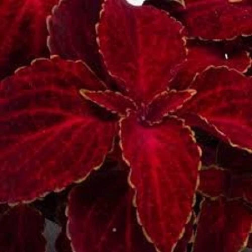 50+ COLEUS WIZARD RED VELVET SHADE LOVING FLOWER SEEDS / LONG LASTING ANNUAL Flowering Plants