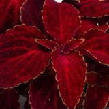 50+ COLEUS WIZARD RED VELVET SHADE LOVING FLOWER SEEDS / LONG LASTING ANNUAL Flowering Plants