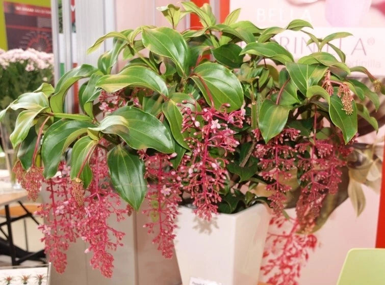 Medinilla 'BELLA' live orchid starter plant with pink pendant blooms and green leaves
