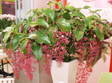 Florinilla "BELLA" Medinilla Plant~Live Well Rooted STARTER Plant~ VERY RARE Orchids