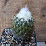 D5386 CORYPHANTHA ASTERIAS pot10-H9-W6,5 cm MaMa Cactus Green Plant
