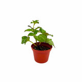 Plectranthus Swedish Ivy Emerald Lace Indoor Live Plant Easy Care Trailing Vine Green Plant