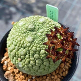 Pseudolithos migiurtinus Succulent cactus plant  Garden flowering Plants 3cm Flowering Plants