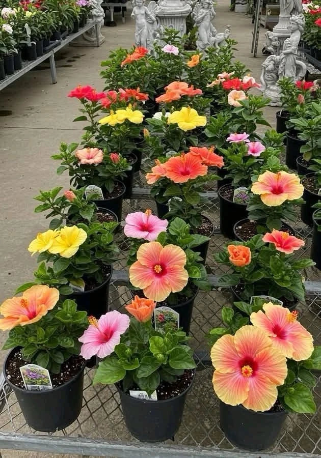 Live hibiscus plant in black pots, assorted pink orange yellow flowers