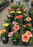 hibiscus plant live Orchids
