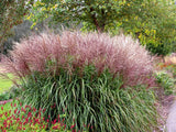 10 RED MAIDEN GRASS Miscanthus Sinensis Plumes Ornamental Flower Seeds *Comb S/H Flowering Plants
