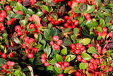 20 Creeping WINTERGREEN / TEABERRY Gaultheria Procumbens Evergreen Flower Seeds Flowering Plants