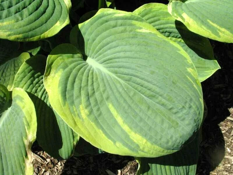 20  FRANCIS WILLIAMS HOSTA SEEDS - Hosta sieboldiana 'Frances Williams' Garden Plants