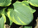 20  FRANCIS WILLIAMS HOSTA SEEDS - Hosta sieboldiana 'Frances Williams' Garden Plants
