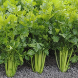 2000+ Celery Seeds - Tall Utah - NON-GMO, HEIRLOOM Garden Vegetable Seeds USA Garden Plants