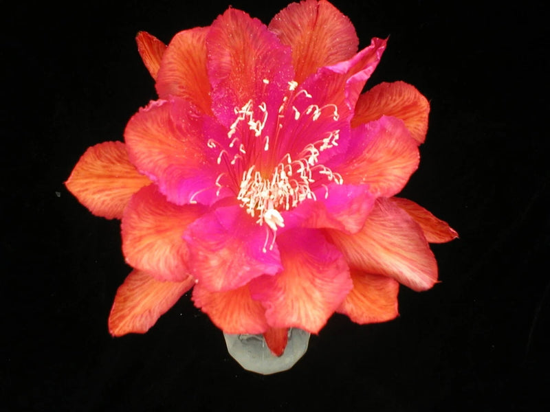 Orange and pink orchid cactus flower with white stamens