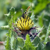 Blessed Thistle Seeds (Cnicus benedictus) ~Traditional Herb Pollinator Garden Garden Plants