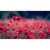 Poppy Shirley Mixed Seeds - Stunning Variety of 40 Seeds for Vibrant Garden Garden Plants