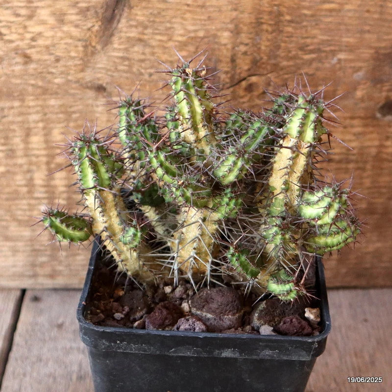 D4715 EUPHORBIA PHILLIPSIAE pot10-H12-W14 cm MaMa Cactus Green Plant