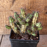 D4715 EUPHORBIA PHILLIPSIAE pot10-H12-W14 cm MaMa Cactus Green Plant