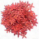Red Small Pressed Flowers | Dried Real Flowers for Resin & Card Making | Dried Flower
