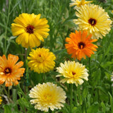 Pacific Beauty Mix Calendula Seeds | Heirloom | Edible Flowers | Free Ship 1205 Flowering Plants