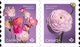 Die Cut = RANUNCULUS - PERSIAN BUTTERCUP = pair of Coil stamps Canada 2023 MNH Ranunculus