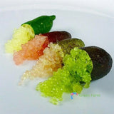 20 Seeds Citrus Australasica Finger Lime Pomegrante Citrus Vitamin Edible Plants Green Plant