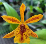 Eplc Don Herman 'Carmela Spots', seedling size Epicattleya orchid clone. Orchids