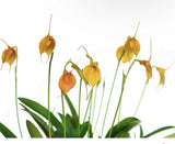 Masdevallia Sol del Medio Dia Orchid Hybrid Tall Yellow Orange Flowers 2Ó Pot Orchids