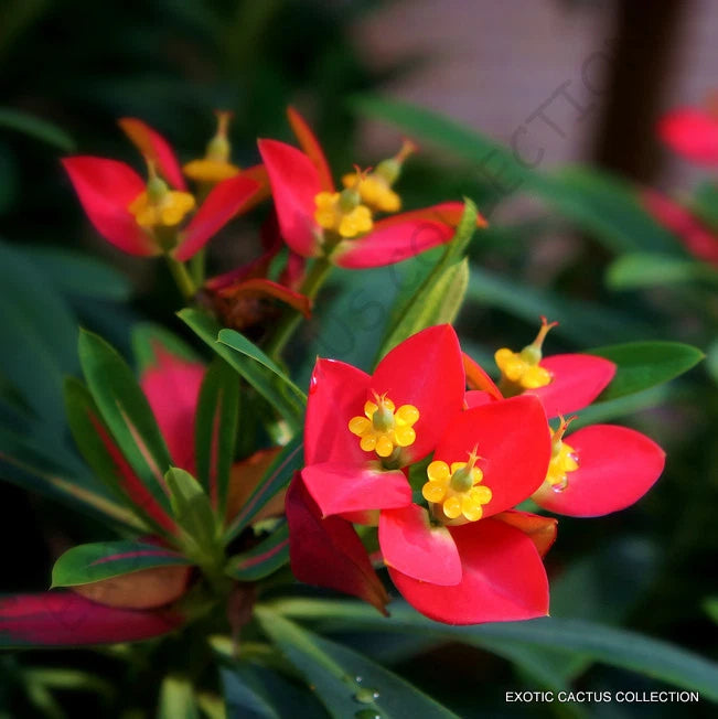 RARE EUPHORBIA PUNICEA Jamaican poinsettia xeriscaping pre bonsai  seed 5 SEEDS Flowering Plants