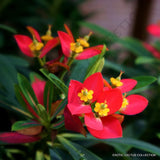 RARE EUPHORBIA PUNICEA Jamaican poinsettia xeriscaping pre bonsai  seed 5 SEEDS Flowering Plants