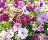 COSMOS SENSATION MIX Cosmos Bipinnatus - 5,000 Bulk Seeds Garden Plants