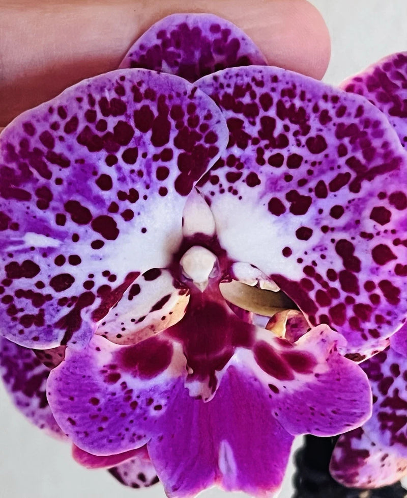 Purple Phalaenopsis orchid with white-and-dark magenta speckled petals