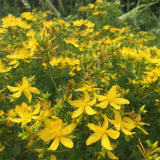 St. John's Wort Seeds (Hypericum perforatum)~Traditional Herb Native Garden Garden Plants