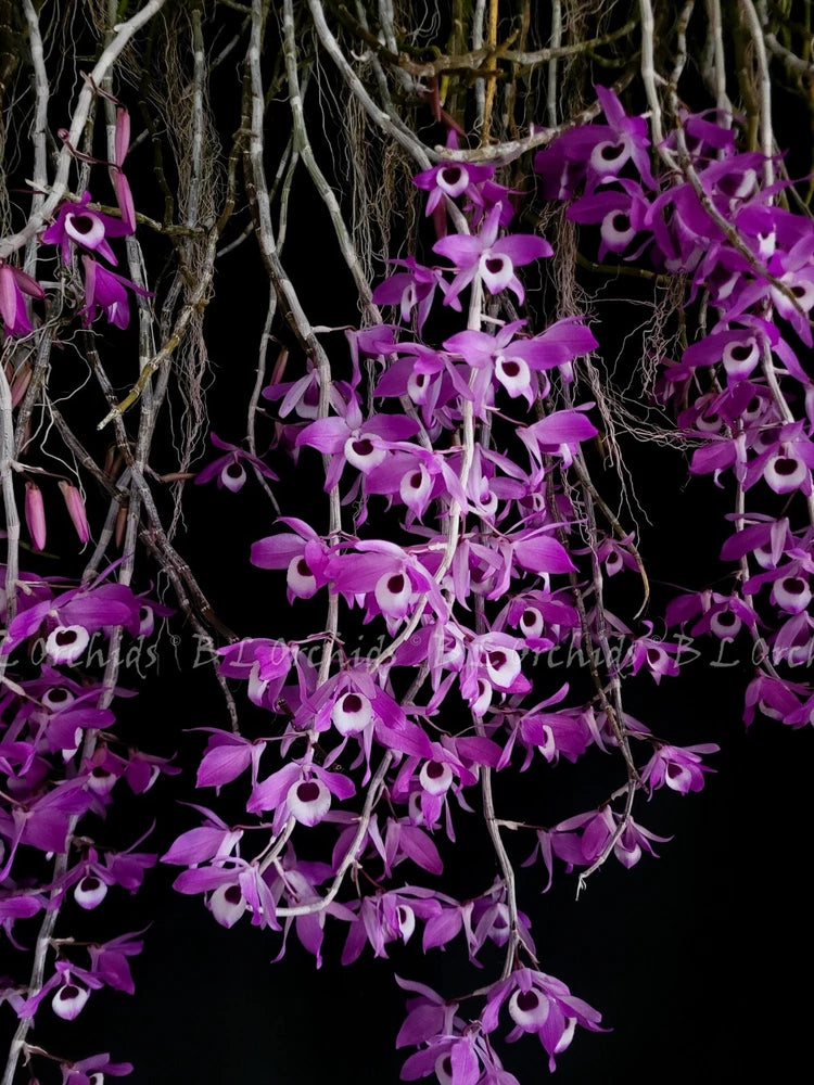 Dendrobium orchid with purple star-shaped blooms on branching stems