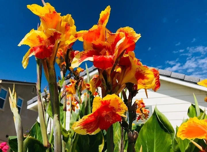 Gorgeous Thai Sunray Canna Lilly Rhizomes Live Plant _3 Lily