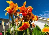Gorgeous Thai Sunray Canna Lilly Rhizomes Live Plant _3 Lily