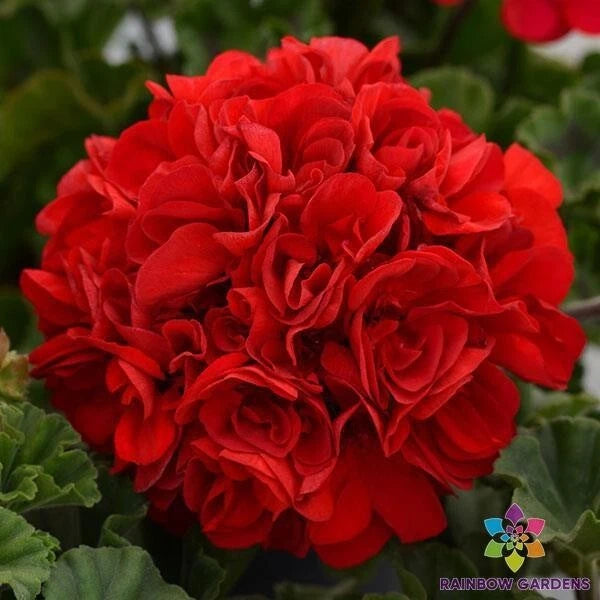 25+ Presto Dark Red Geranium Seeds for Garden Planting - USA - FREE SHIPPING! Garden Plants