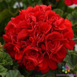 25+ Presto Dark Red Geranium Seeds for Garden Planting - USA - FREE SHIPPING! Garden Plants