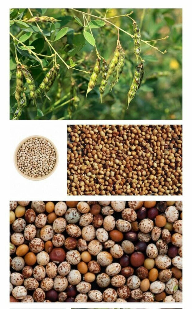 Pigeon Pea Gandule Gungo 25 Seeds Garden Planting Non-GMO Garden Plants
