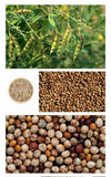 Pigeon Pea Gandule Gungo 25 Seeds Garden Planting Non-GMO Garden Plants