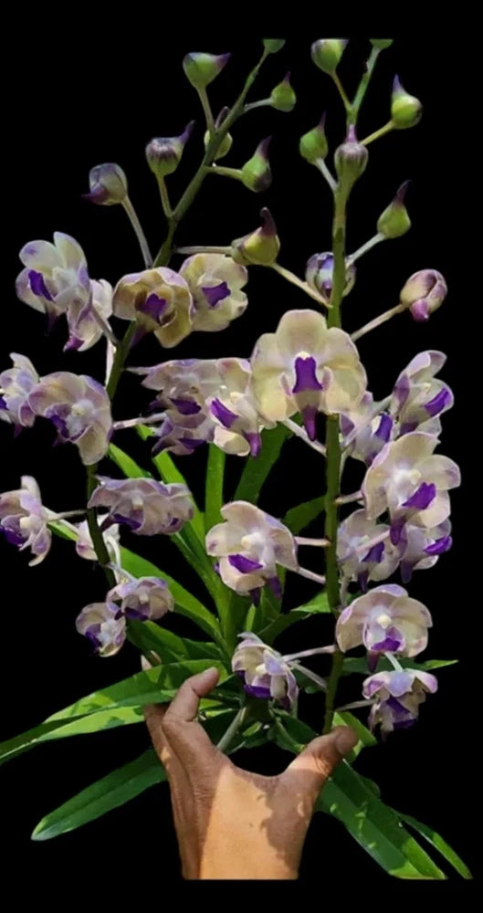 Live hanging orchid plant in small pot with purple and white blooms and green leaves
