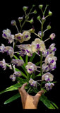 Vanda Mimi Palmer x Aerides lawrencea Fragrant Live Hanging Orchid Plant Orchids