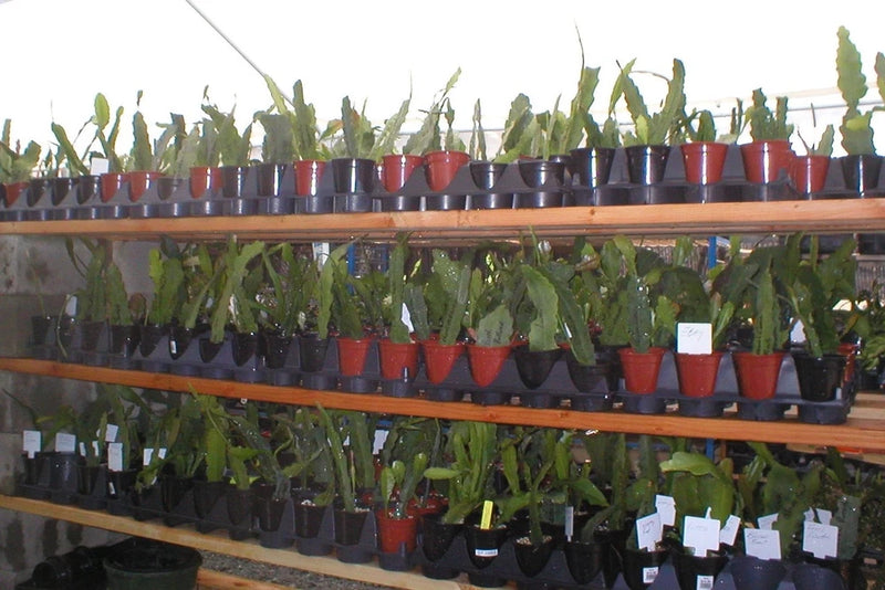 Assorted orchid cactus plants in small red and dark pots on display shelves