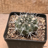D6119 GYMNOCALYCIUM CHUBUTENSE pot10-H5-W6,5 cm MaMa Cactus Green Plant