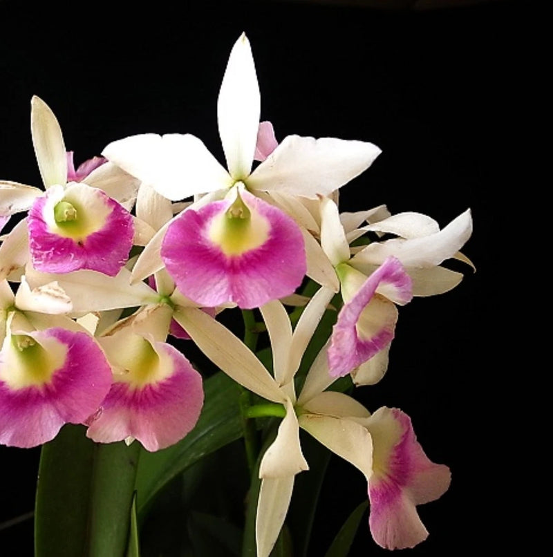 Mounted orchid arrangement with white and magenta star-pattern blooms and green stems