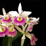 Fragrant Orchid Brassocattleya Hawaiian Stars Paradise Mounted & Extra Mount Orchids