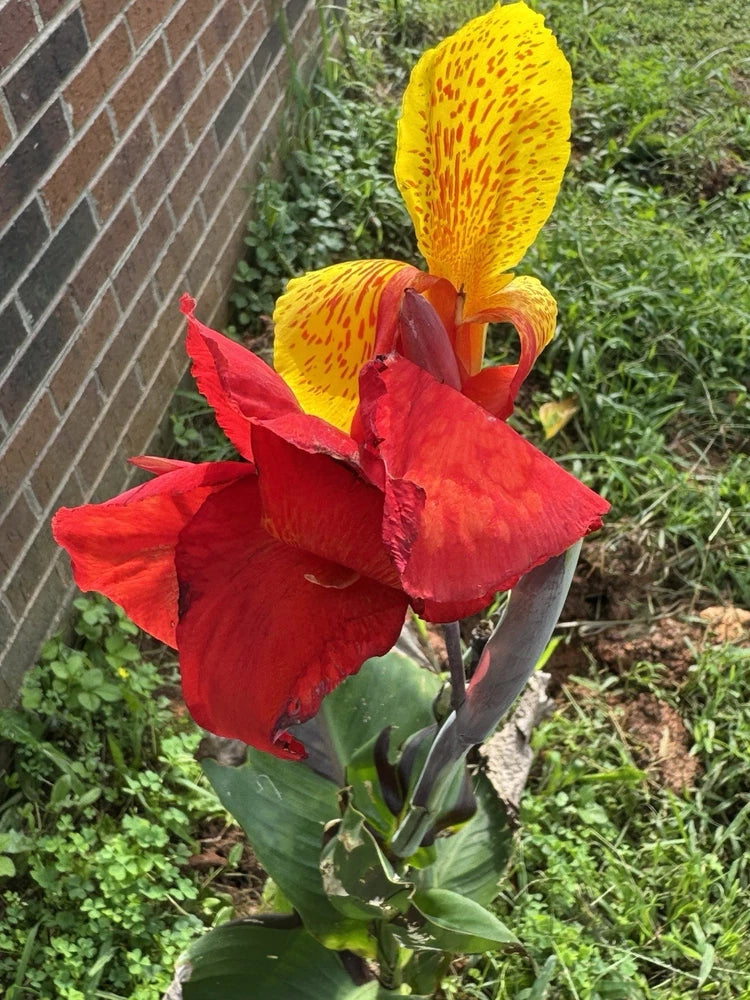 1 Cleopatra Canna Lily Rhizome Bulbs ÒRed & Yellow BloomsÓ Lily